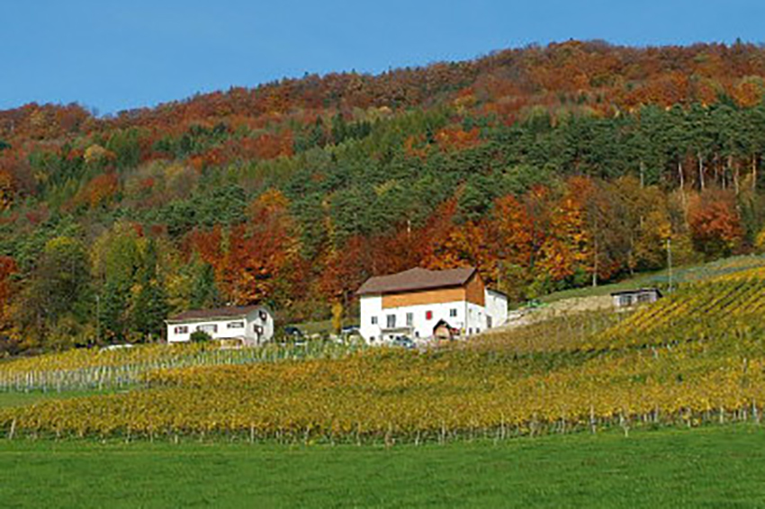 Weingut Gehring, Freienstein