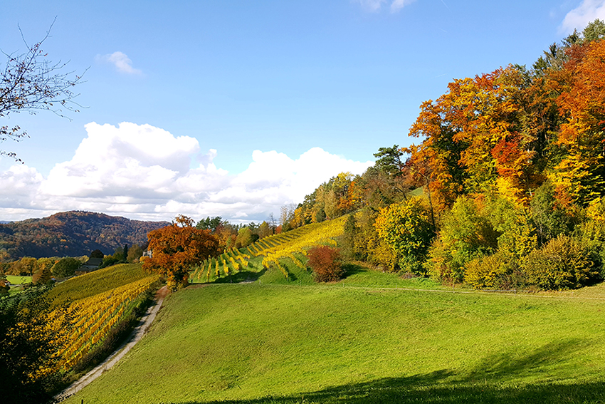 Lebendiger Weimweg Winterthur-Rafz, einmalige Landschaft, Rebberge, Rhein