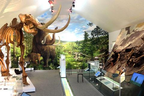 Blick ins Mammutmuseum Niederweningen
