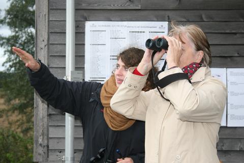 Zugvogelbeobachtung im Neeracherried, Zürcher Unterland
